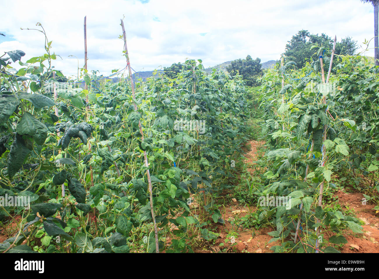 Yard long bean farm, farm on ground in vegetable garden Stock Photo Alamy