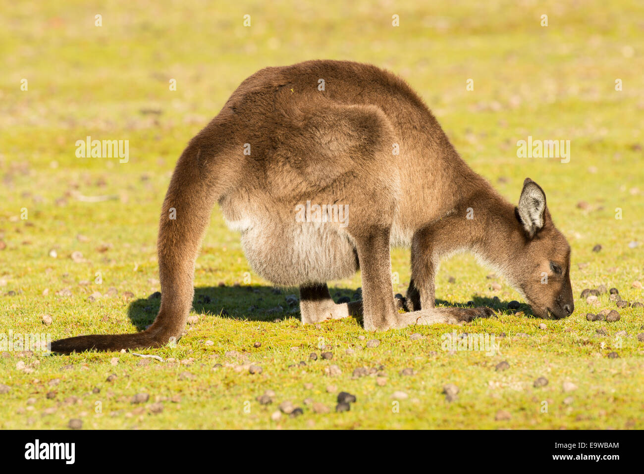 Kangaroo Island Kangaroo grazing. Stock Photo