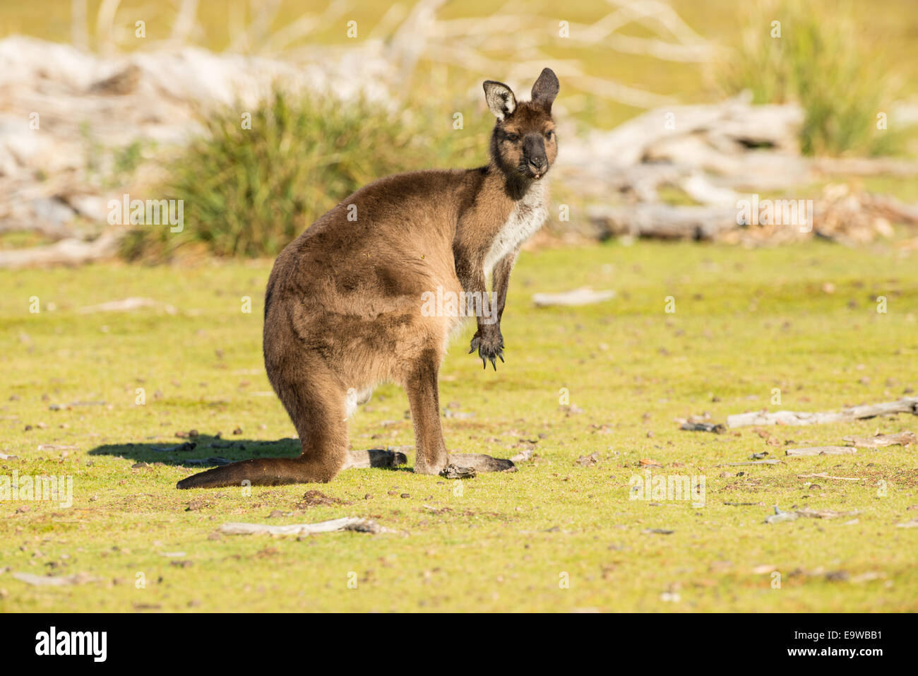 Kangaroo Island kangaroo standing upright. Stock Photo