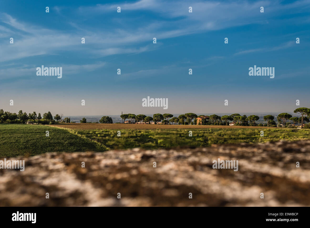 Flowers, green weeds, leaves, plants and trees on vineyards backgrounds on cultivated hills in Italian countryside the small village of Dozza near Bologna in Emilia Romagna Stock Photo