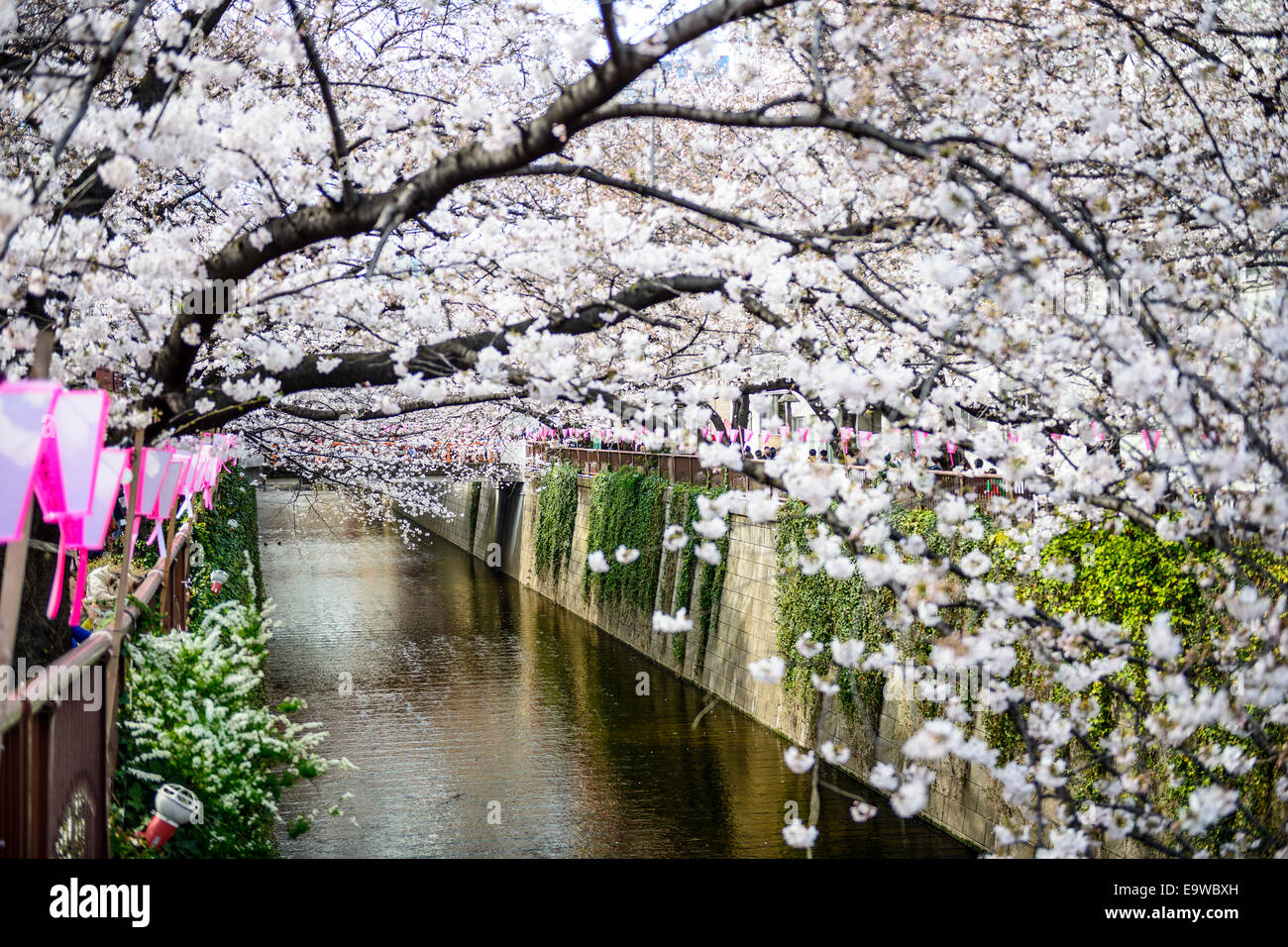 Tokyo, Japan at the Meguro Canal during the spring cherry blossom festival. Stock Photo