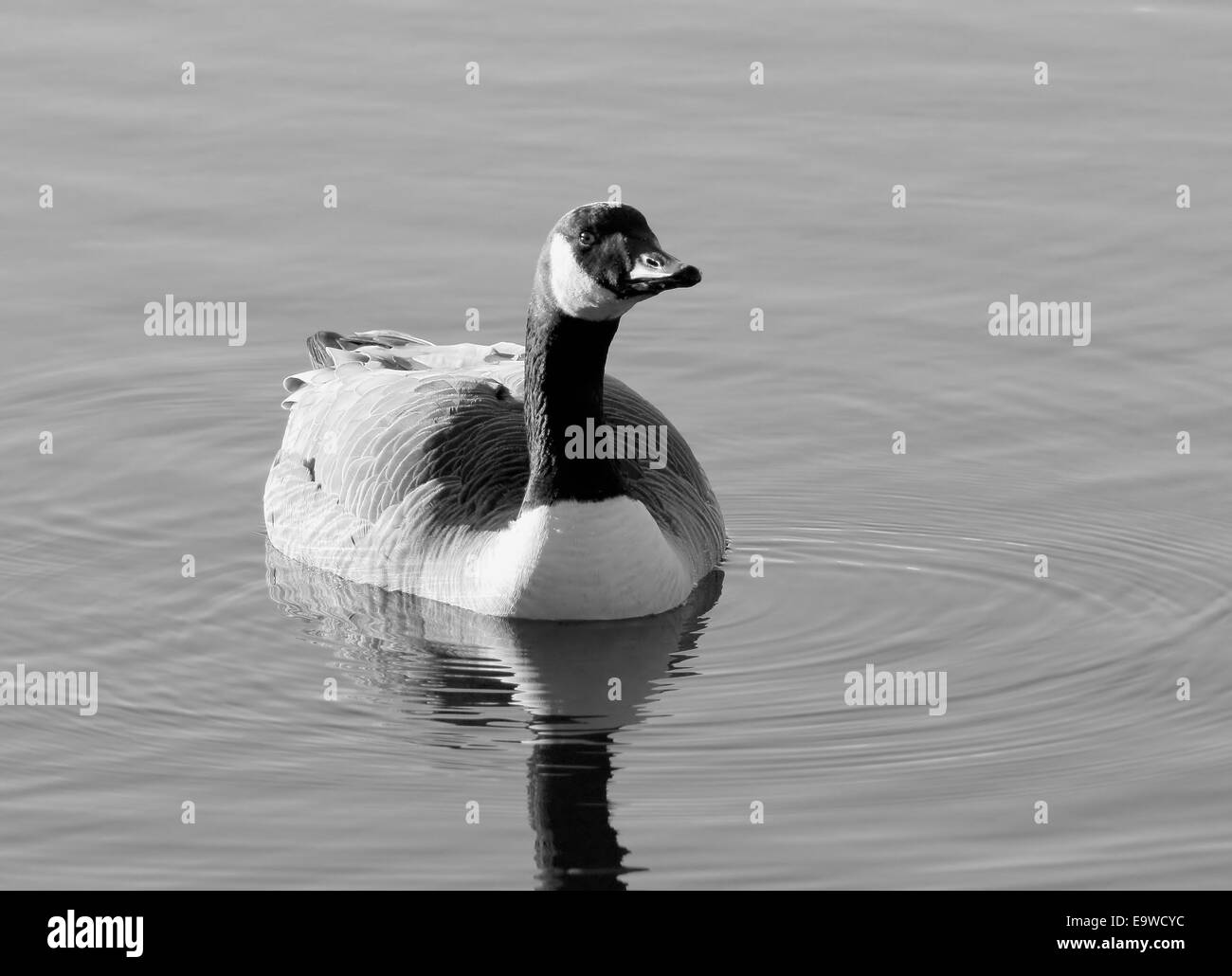 Canadian Goose in Black and White Stock Photo