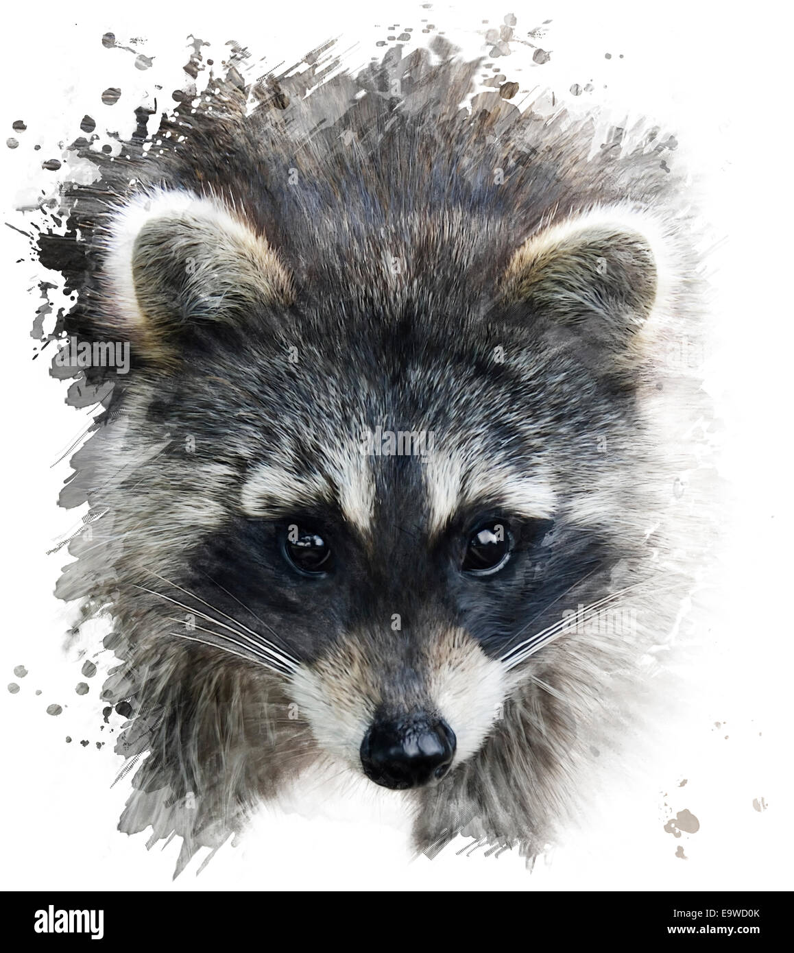 Digital Painting Of Raccoon Portrait Stock Photo