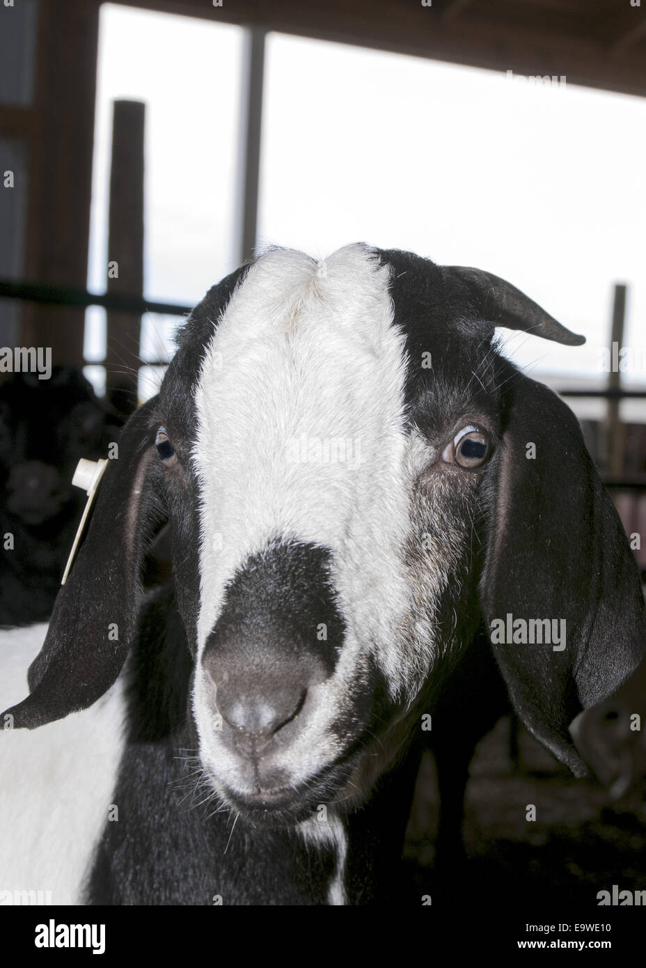 Photo goats black head white livestock animal hires stock photography