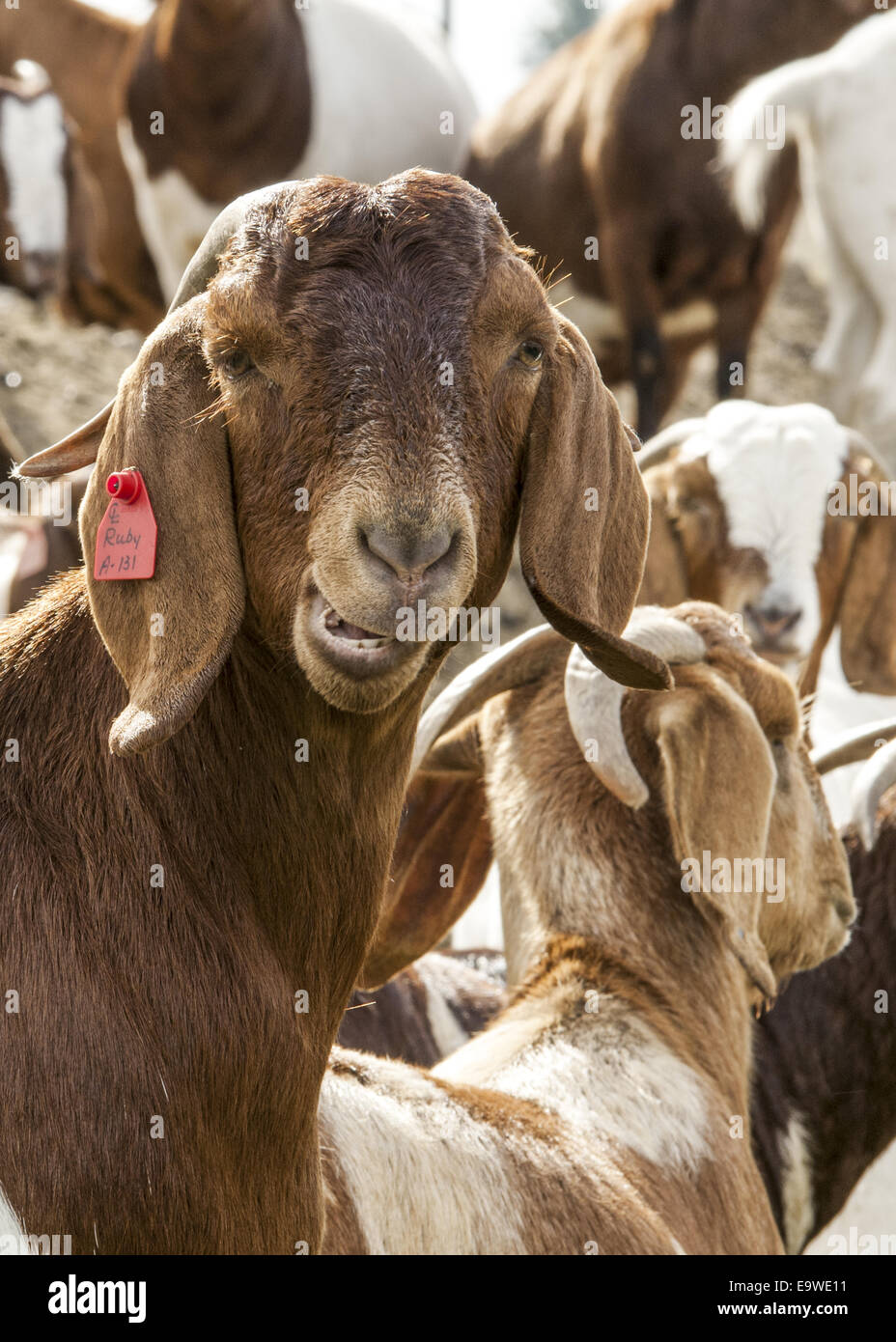 Brown And White Female doe Boer Goat Head And Shoulders Looking At 