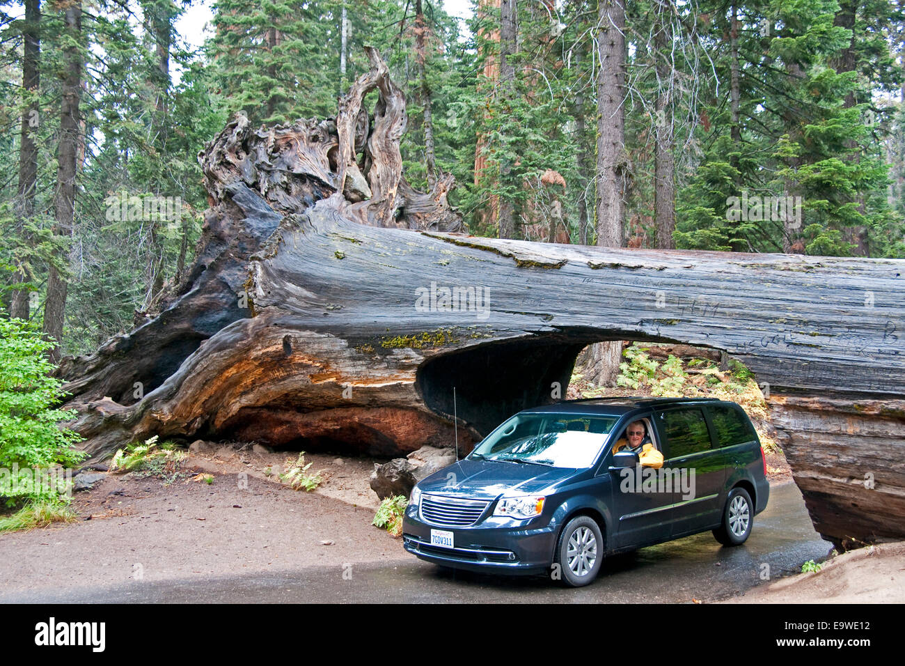 Sequoia National Park, car driving through Tunnel Log. Stock Photo