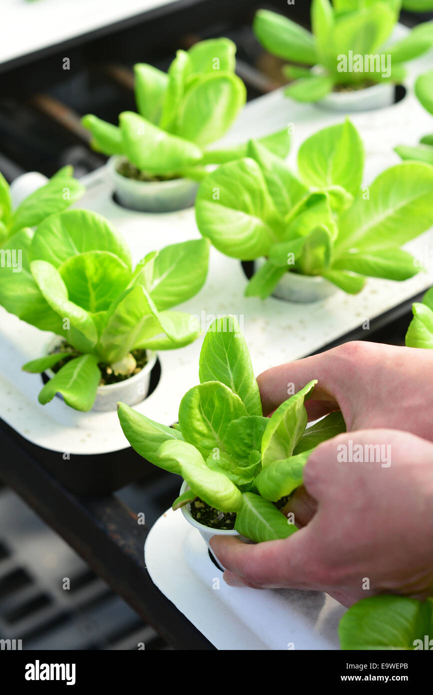hand harvesting lettuce farm indoor Stock Photo