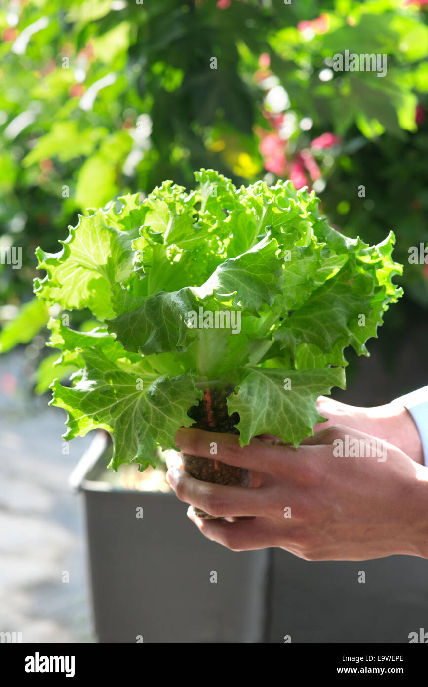 hand harvesting lettuce farm indoor Stock Photo Alamy
