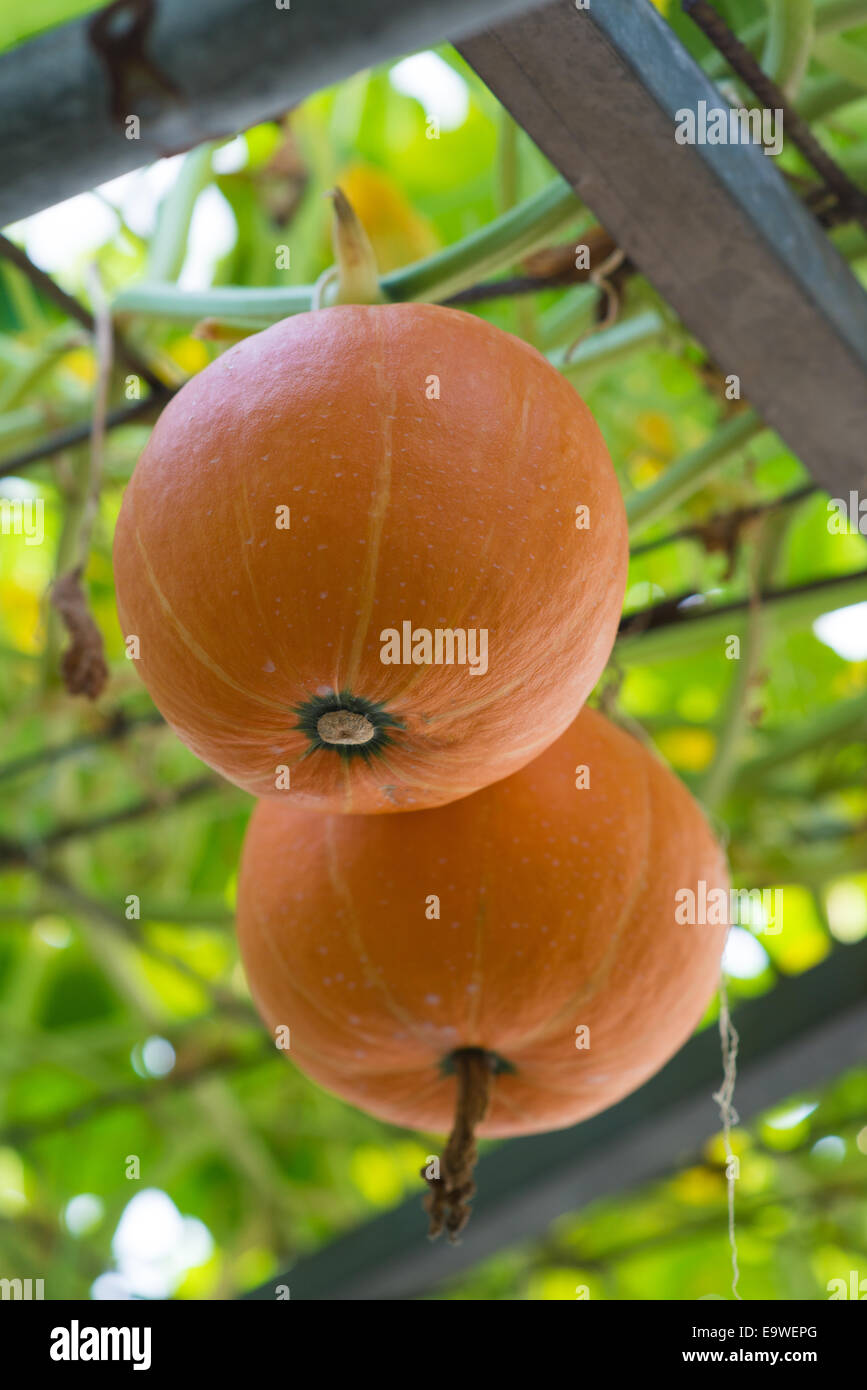 pumpkin farm indoor Stock Photo Alamy