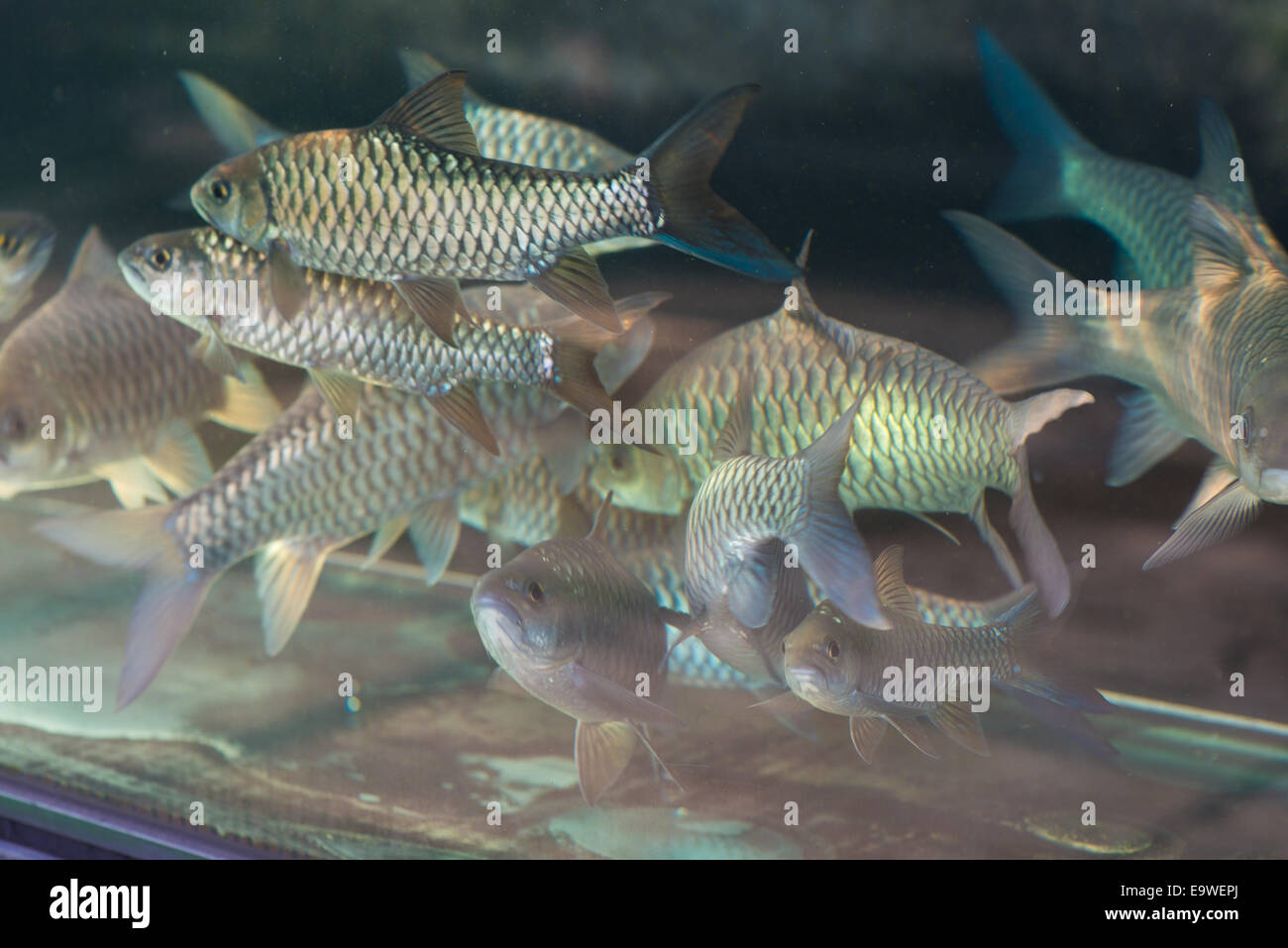 empurau or ikan kelah in aquarium, most expansive tropical carp fish that can be found in malaysia Stock Photo