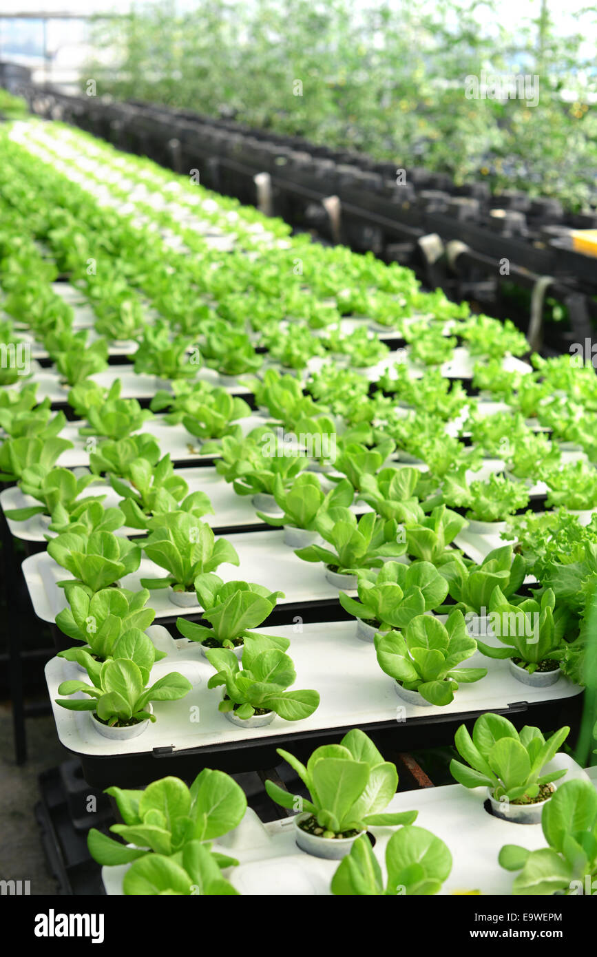 lettuce farm indoor Stock Photo Alamy