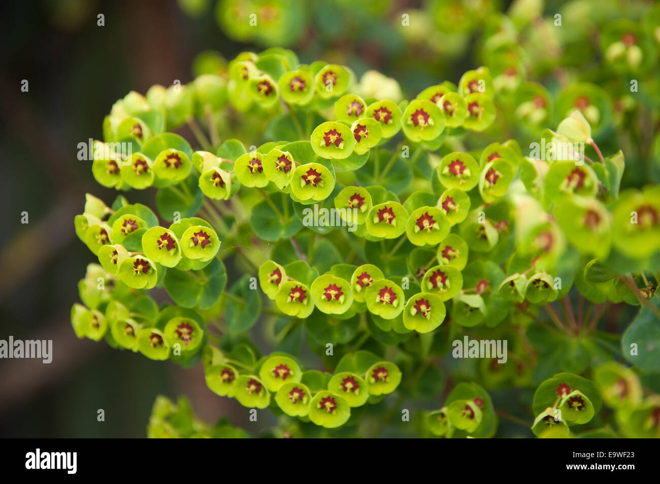 Close up of Euphorbia Martinii flower commonly known as Martin's Spurge Stock Photo