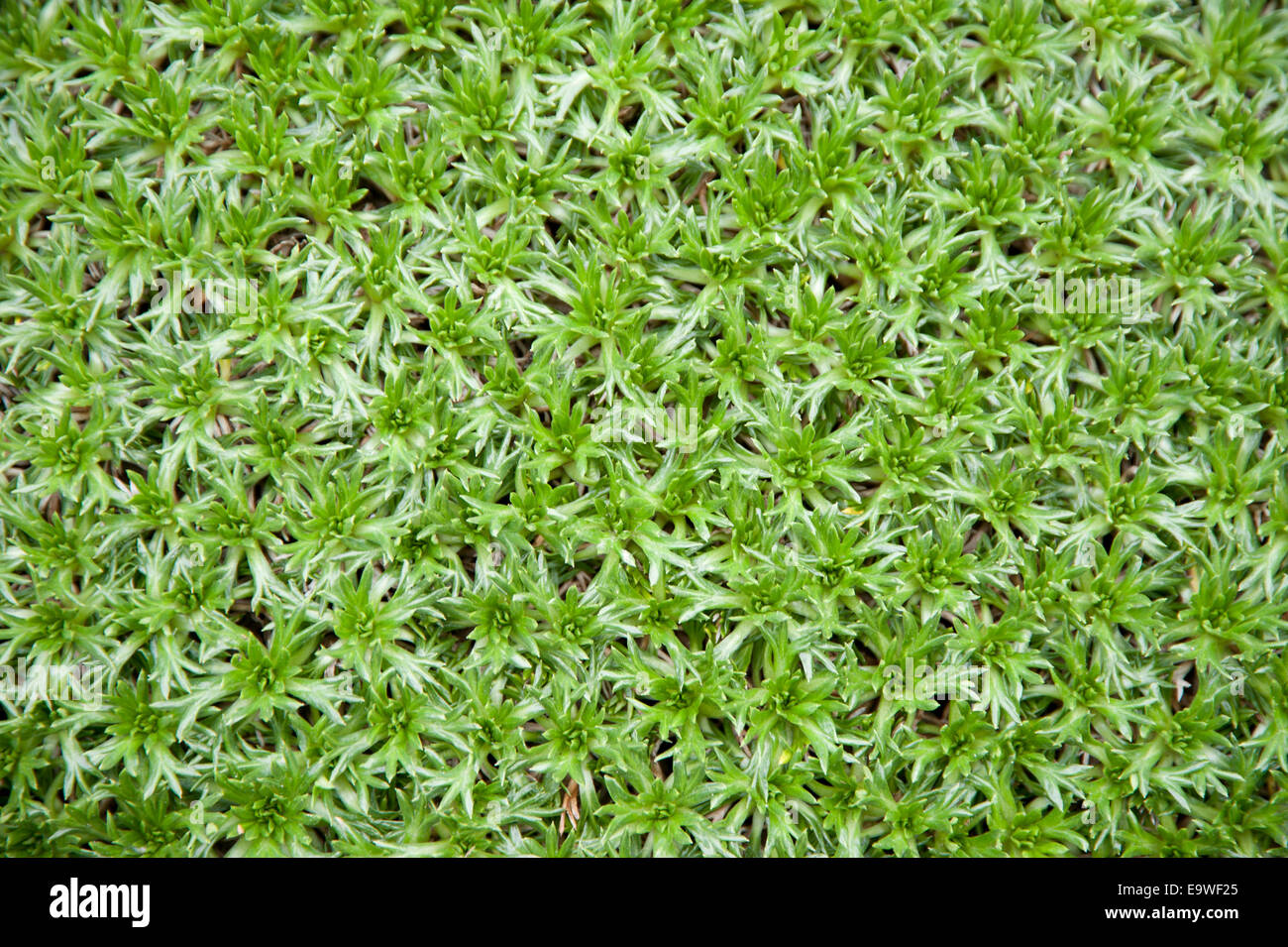 Grass like plant cover filling frame as a background Stock Photo Alamy