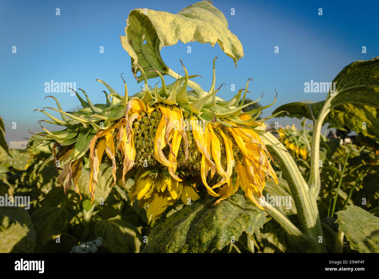 Closeup of a sunflower (Helianthus annuus) in a field of sunflowers in a sunny summer day in Italy: yellow petals, orange and yellow stame with dark yellow pistil. White spotted Light green curly leaves Stock Photo