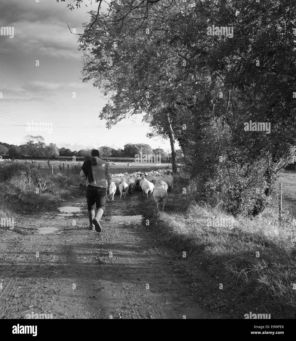 Drove road Black and White Stock Photos & Images Alamy