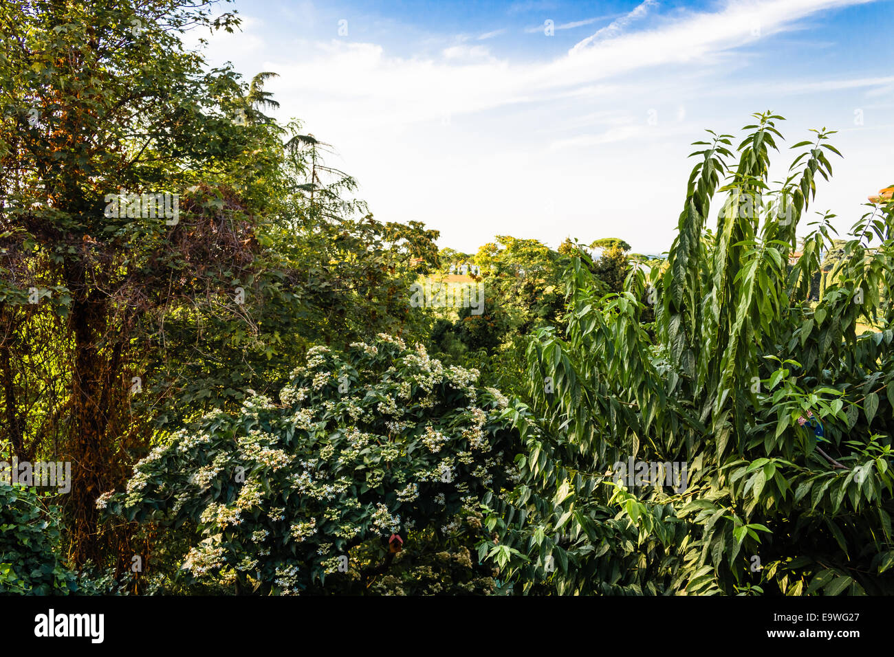 white flowers, green weeds, leaves, plants and trees on vineyards backgrounds on cultivated hills in Italian countryside the small village of Dozza near Bologna in Emilia Romagna Stock Photo