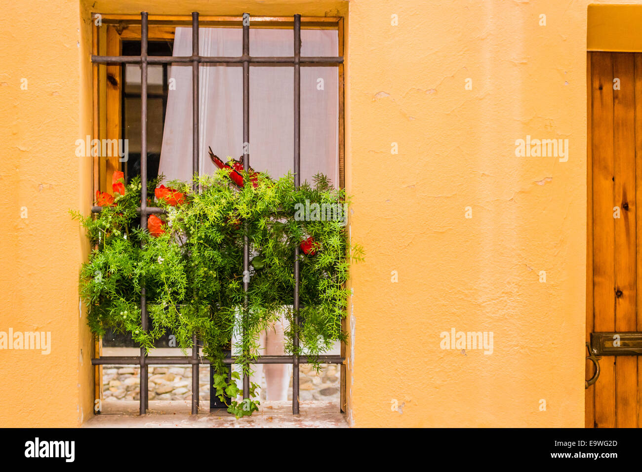 A window on yellow painted wall fenced by grey iron grating: white vase with fake plastic green weeds and red poppy hanging down Stock Photo
