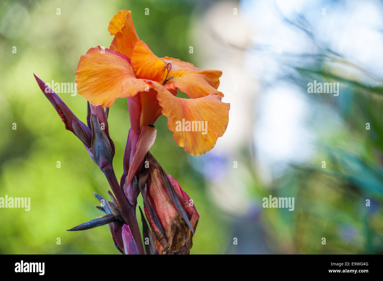 Beautiful orange iris in the botanical garden at Callanwolde Fine Arts Center in Atlanta, Georgia. (USA) Stock Photo