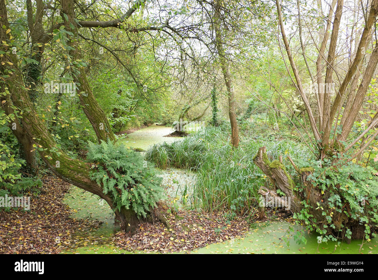 over grown pond wit trees, could be suitable for a prehistoric background, October 2014 Stock Photo