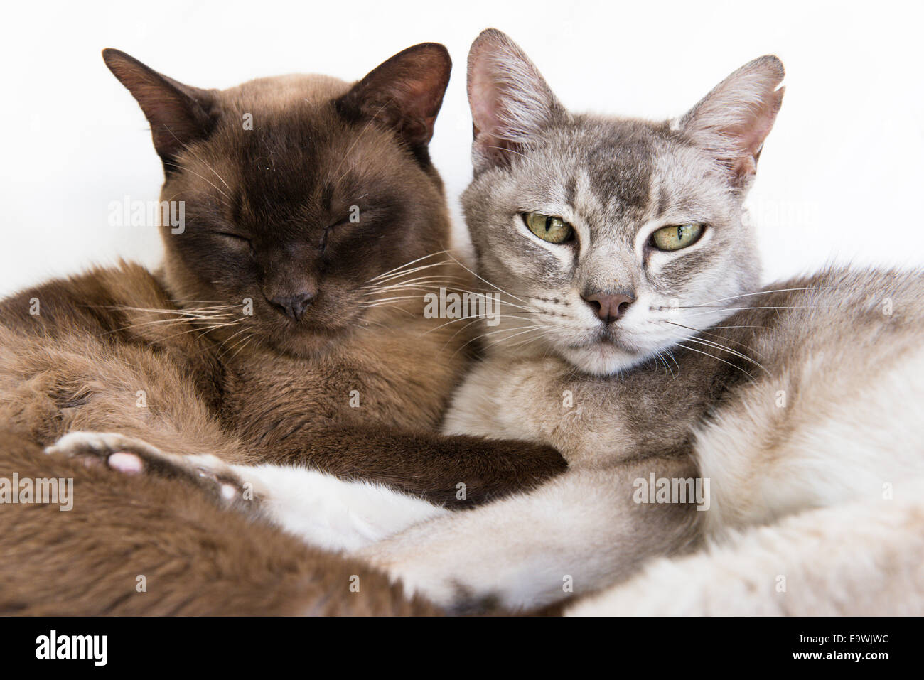 Two pedigree Burmese cats lying down together. Grey cat, Ziggy, looking at camera is 11. Brown cat, Rocky, (eyes closed) is 13. Stock Photo