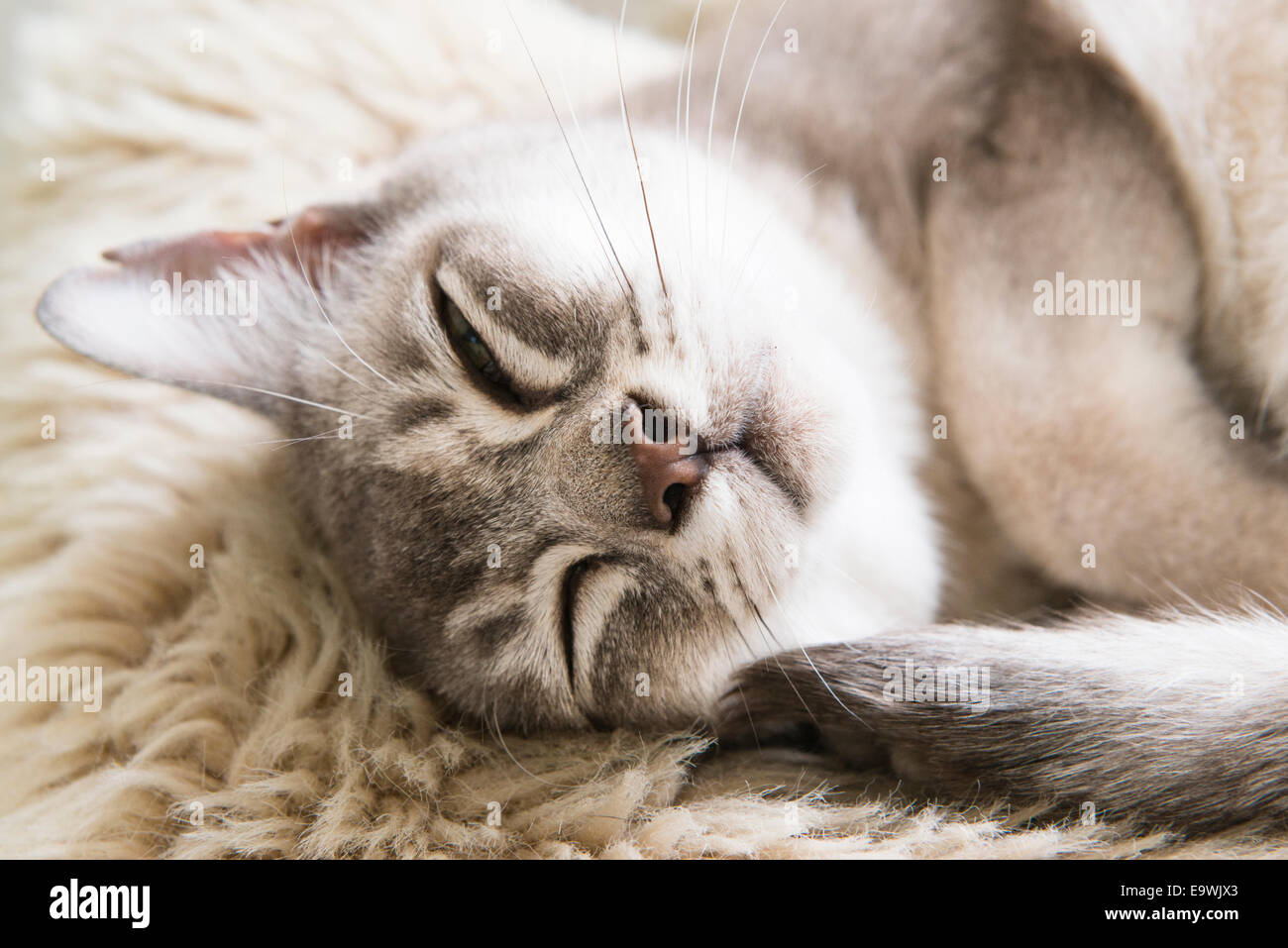 Close up face of eleven year old Ziggy, a grey pedigree Burmese cat lying down relaxing on a rug and looking at camera. Stock Photo