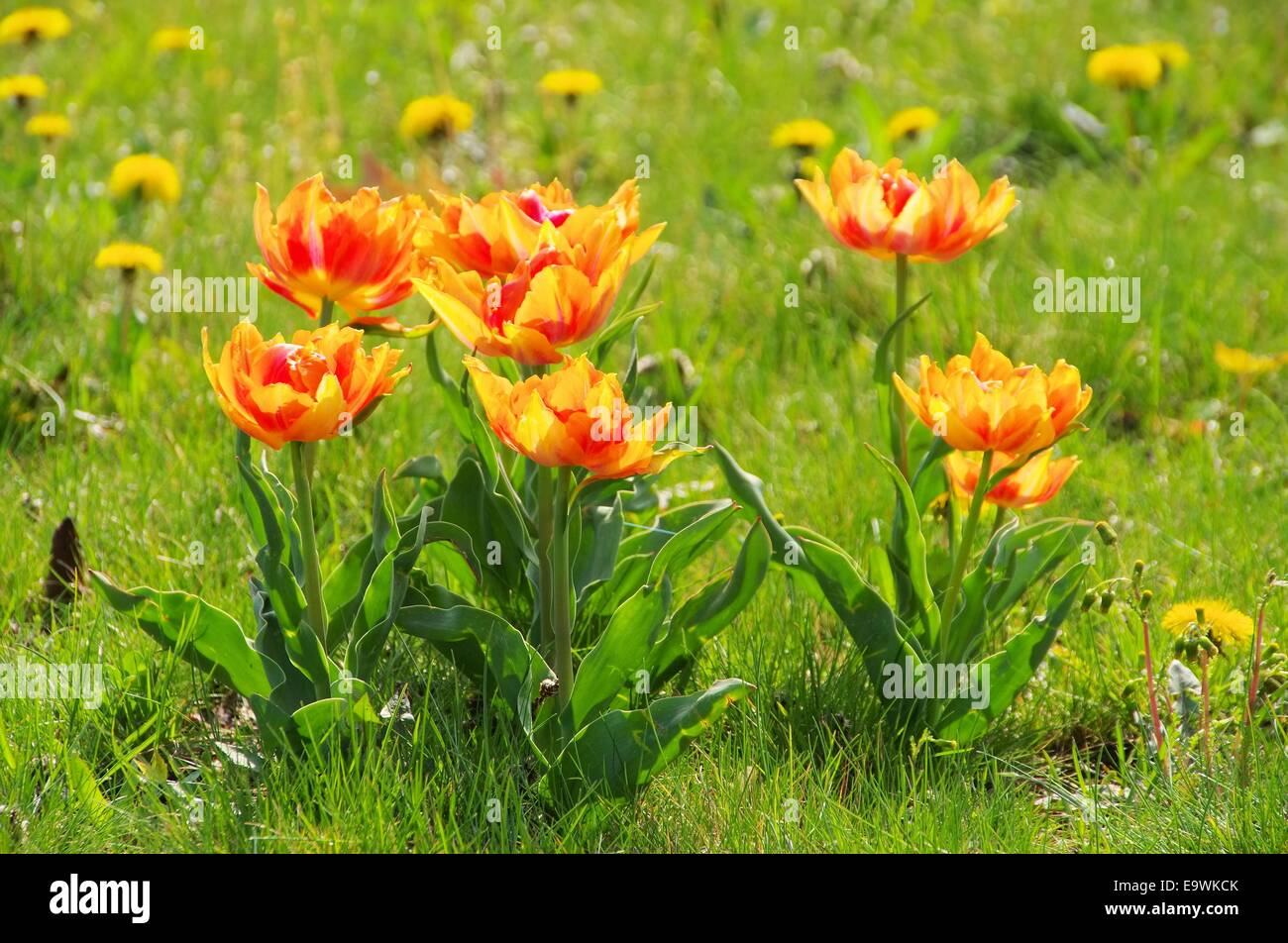 Tulpe rot gelb - tulip red yellow 05 Stock Photo