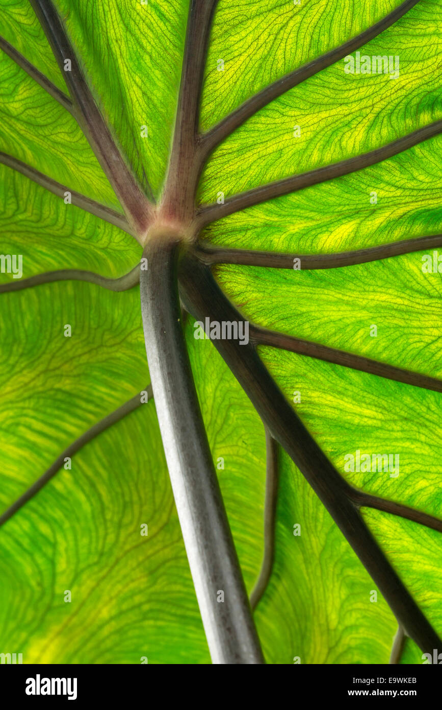 A close up of an Imperial Taro palm Stock Photo