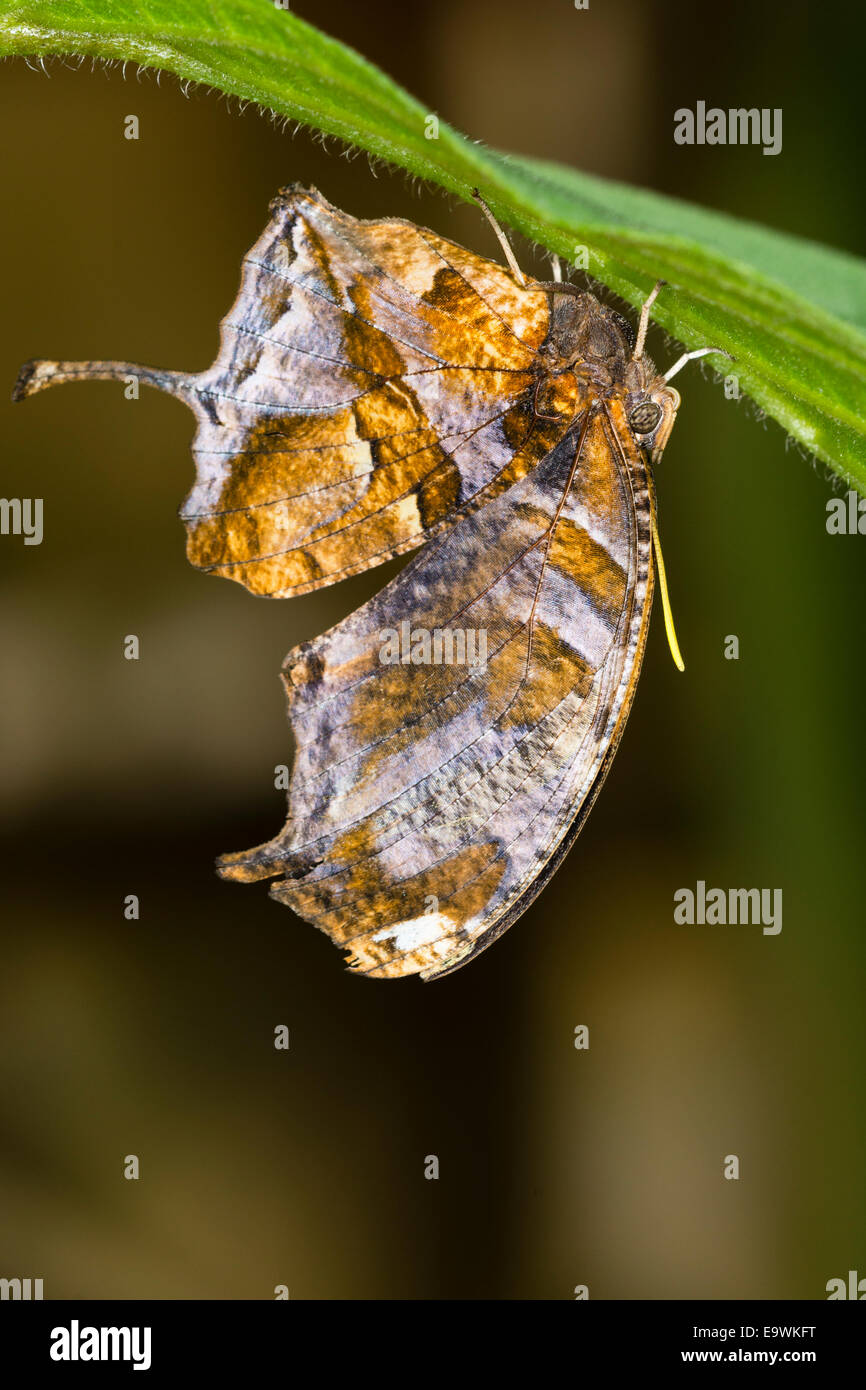The underwing of a Tiger Leafwing Stock Photo