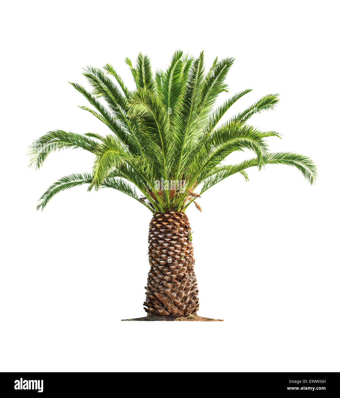 Green beautiful palm tree isolated on white background Stock Photo