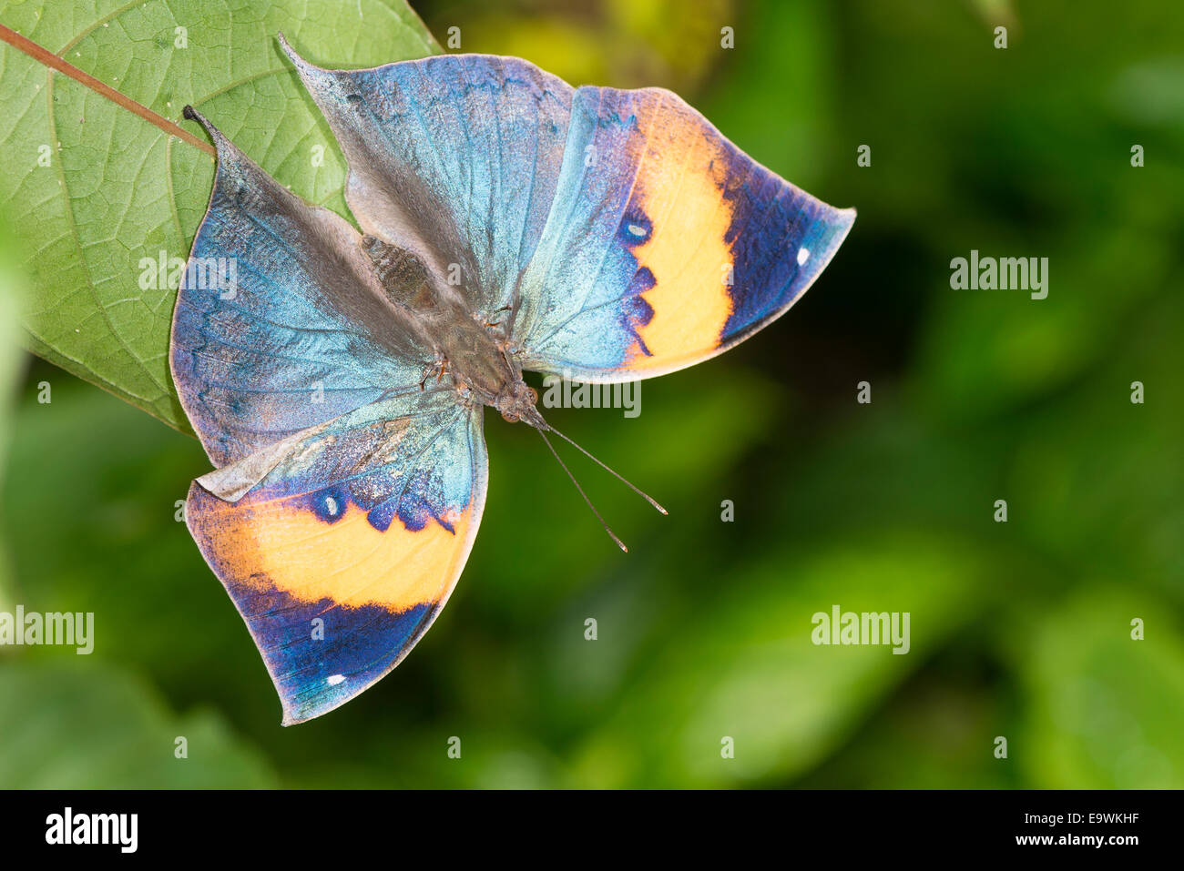 A Leafwing butterfly basking Stock Photo - Alamy