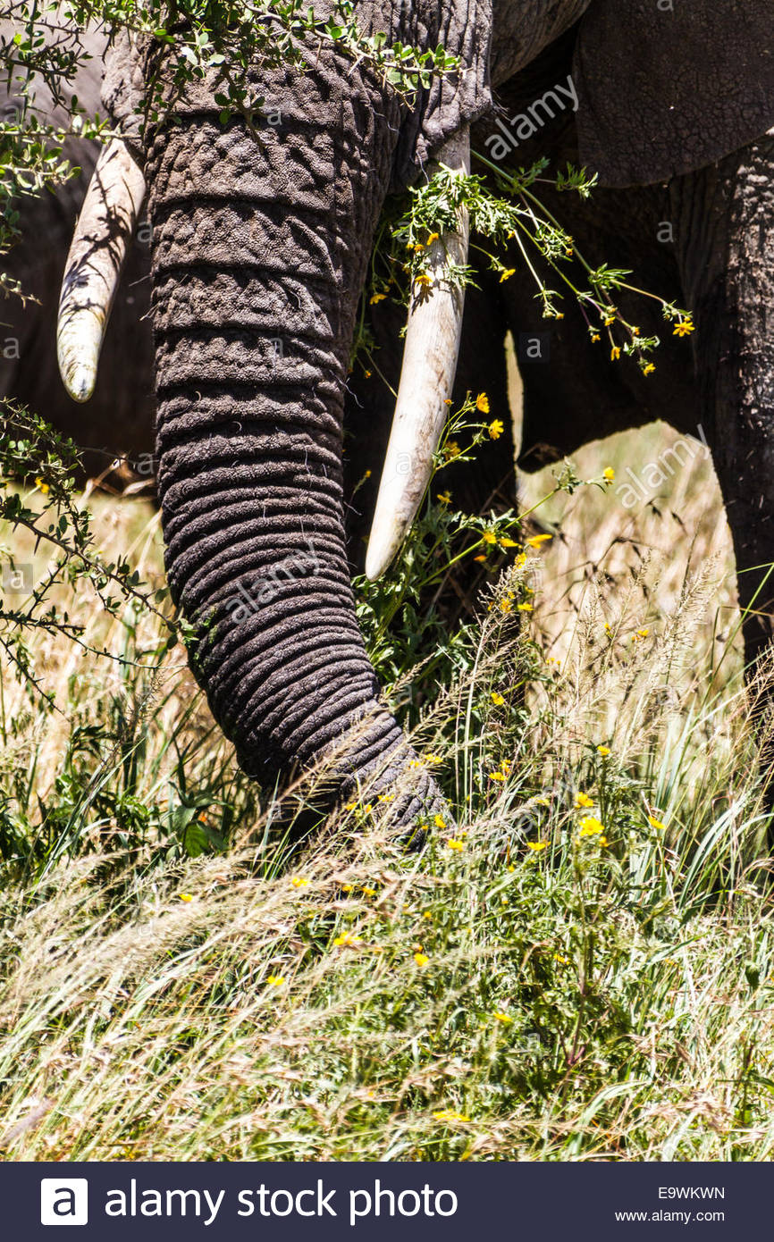 Elephant Teeth High Resolution Stock Photography and Images Alamy