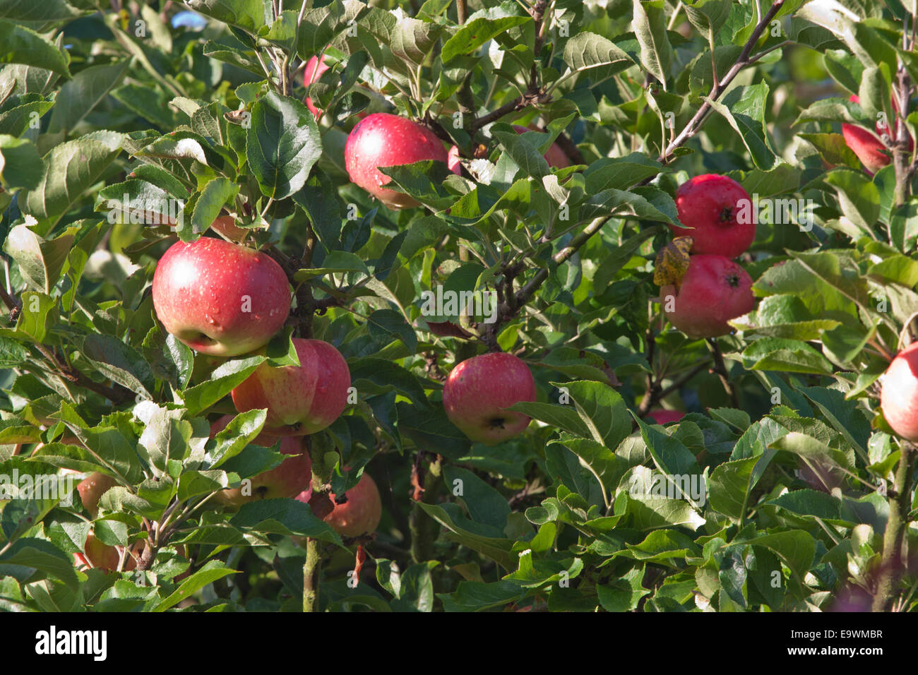 Red apples ripening in an orchard Stock Photo - Alamy