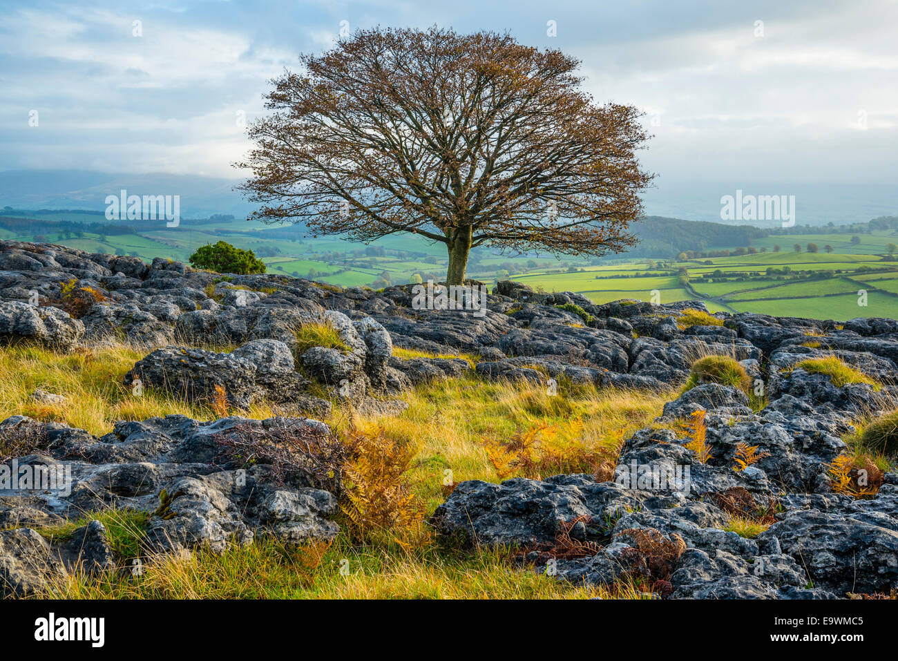 Limestone pavement on Holmepark Fell near BurtoninKendal Cumbria