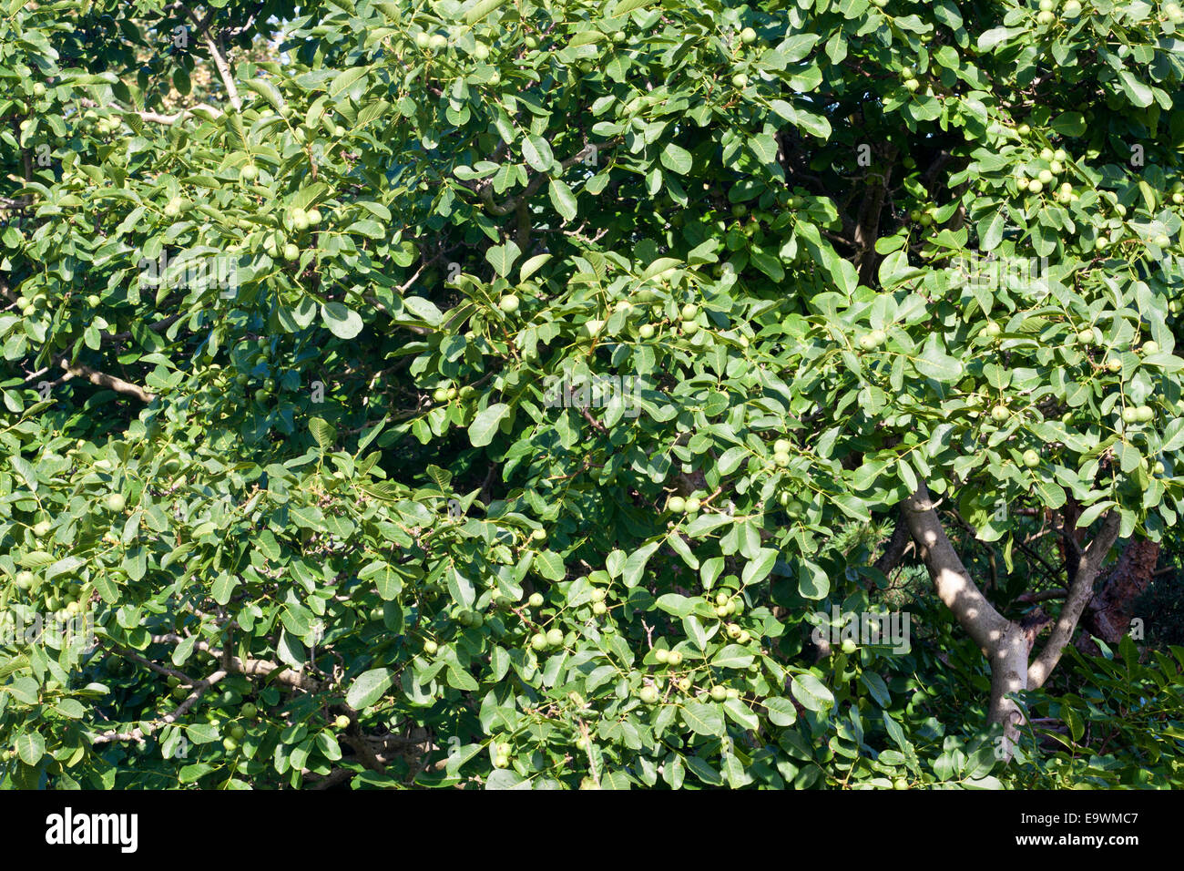 Foliage of a Walnut Tree with ripening walnuts. Stock Photo