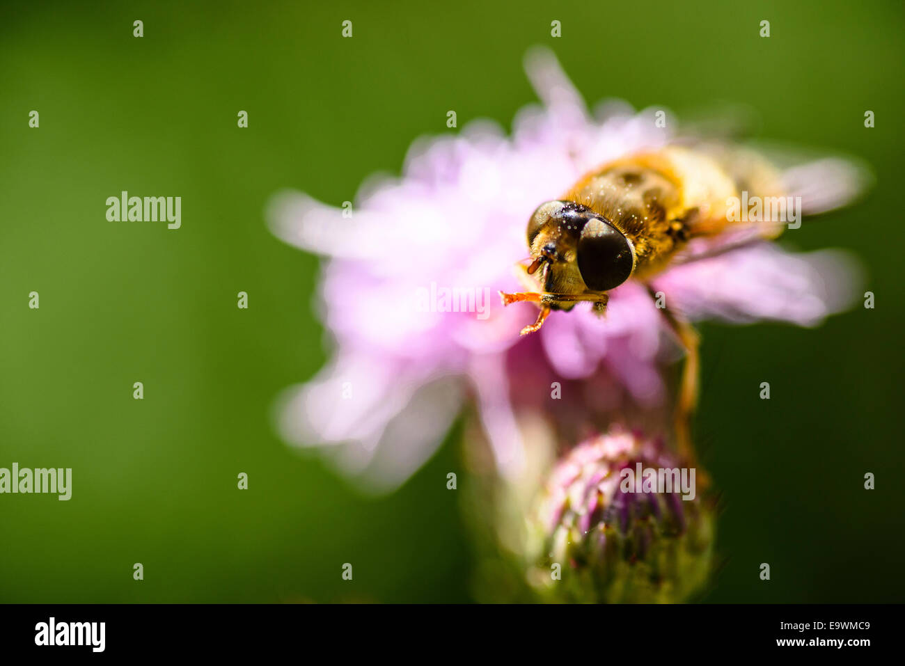 Hover hi-res stock photography and images - Alamy