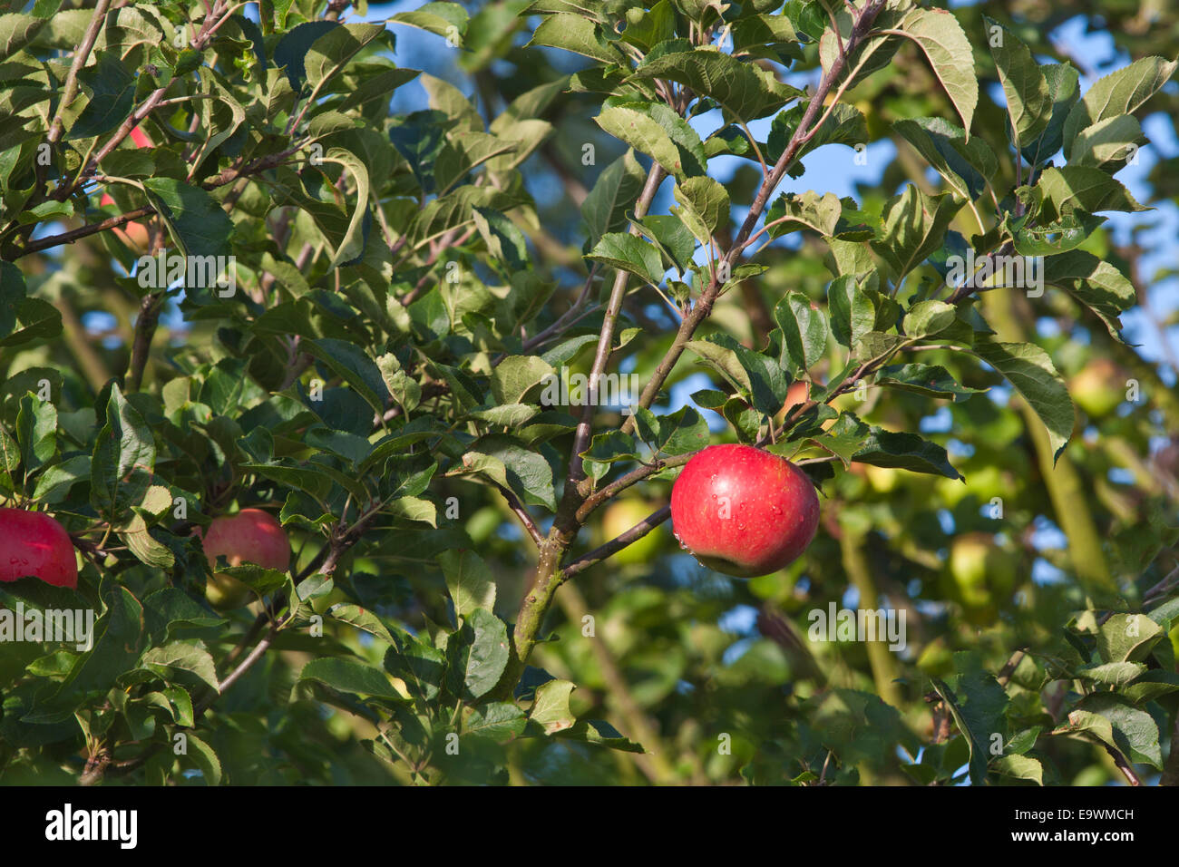 A single red apple ripening on a branch in an orchard. Stock Photo