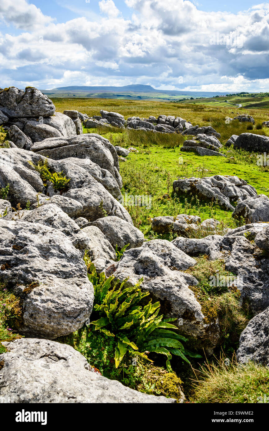 Limestone outcrops at Ribblehead in the Yorkshire Dales with Pen-y-Ghent on the skyline Stock Photo