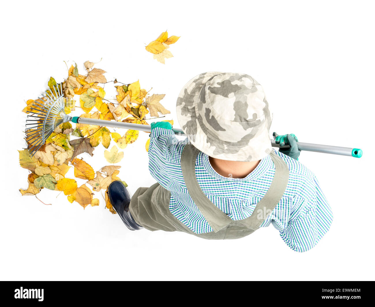 Pile of dead fall leaves being swept by female gardener using fan rake, shot from above on white background Stock Photo