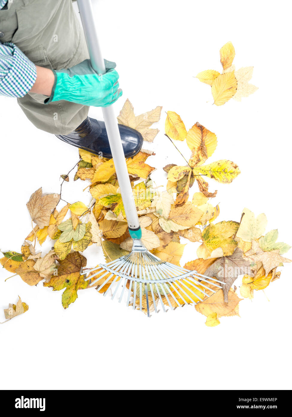 Closeup of gardener sweeping pile of dead fall leaves with fan rake, shot from above on white background Stock Photo