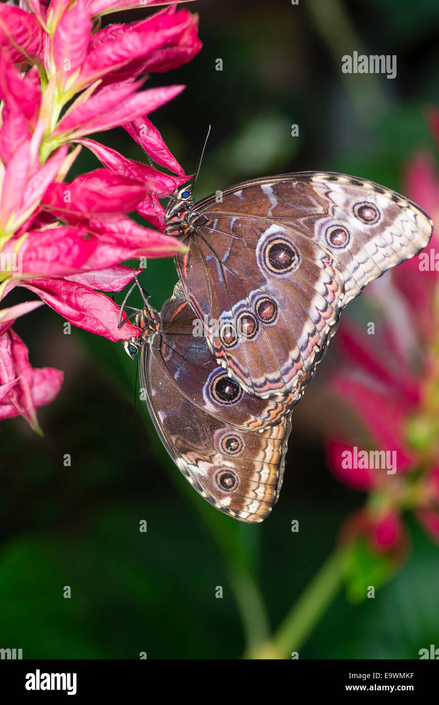 A pair of mating Blue Morpho butterflies Stock Photo