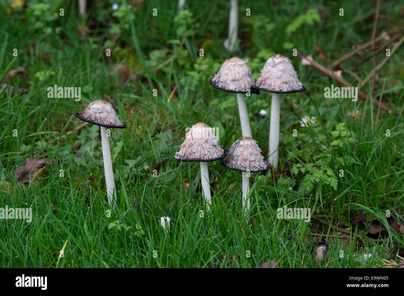 Coprinus comatus. Shaggy ink cap mushroom in autumn in the English countryside Stock Photo