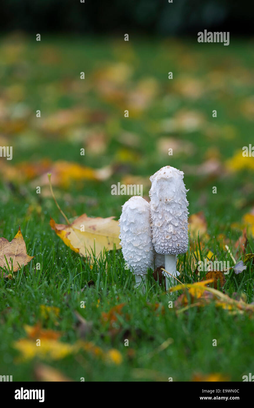 Coprinus comatus. Shaggy ink cap mushroom in autumn in the English countryside Stock Photo