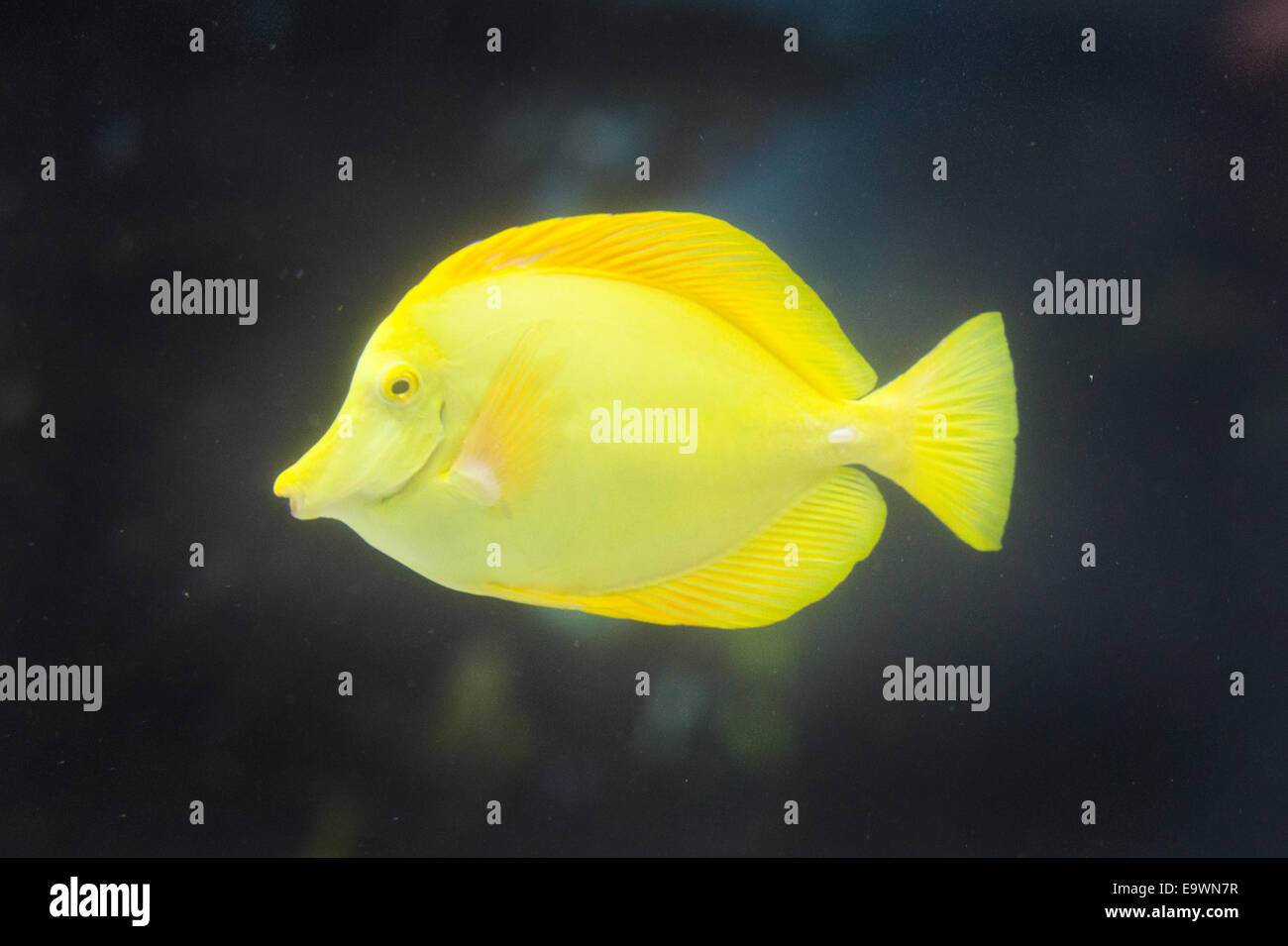 Yellow Tang fish underwater Stock Photo