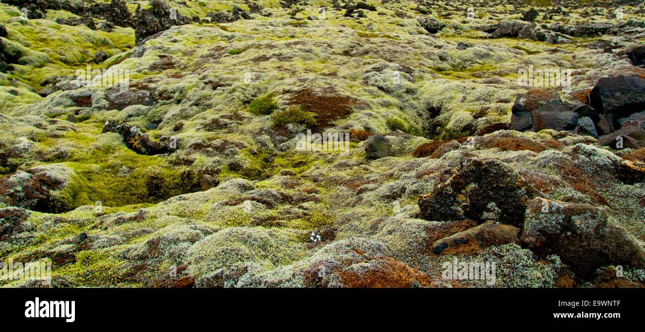 Detail of moss on volcanic rocks, Iceland Stock Photo