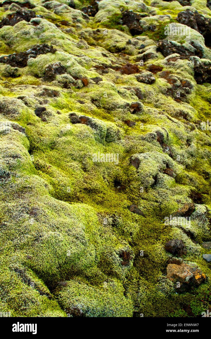 Detail of moss in Iceland Stock Photo - Alamy