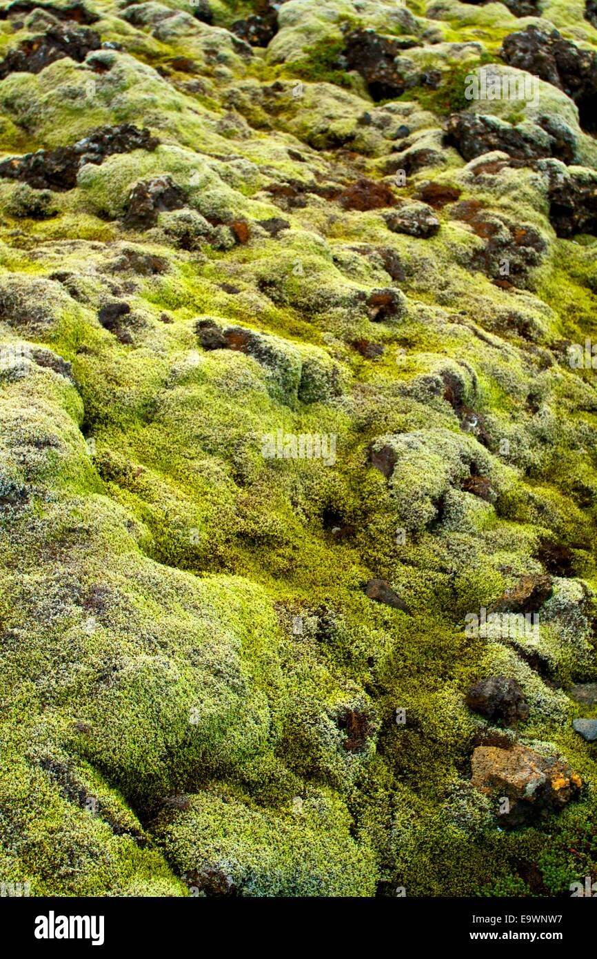 Detail of moss in Iceland Stock Photo