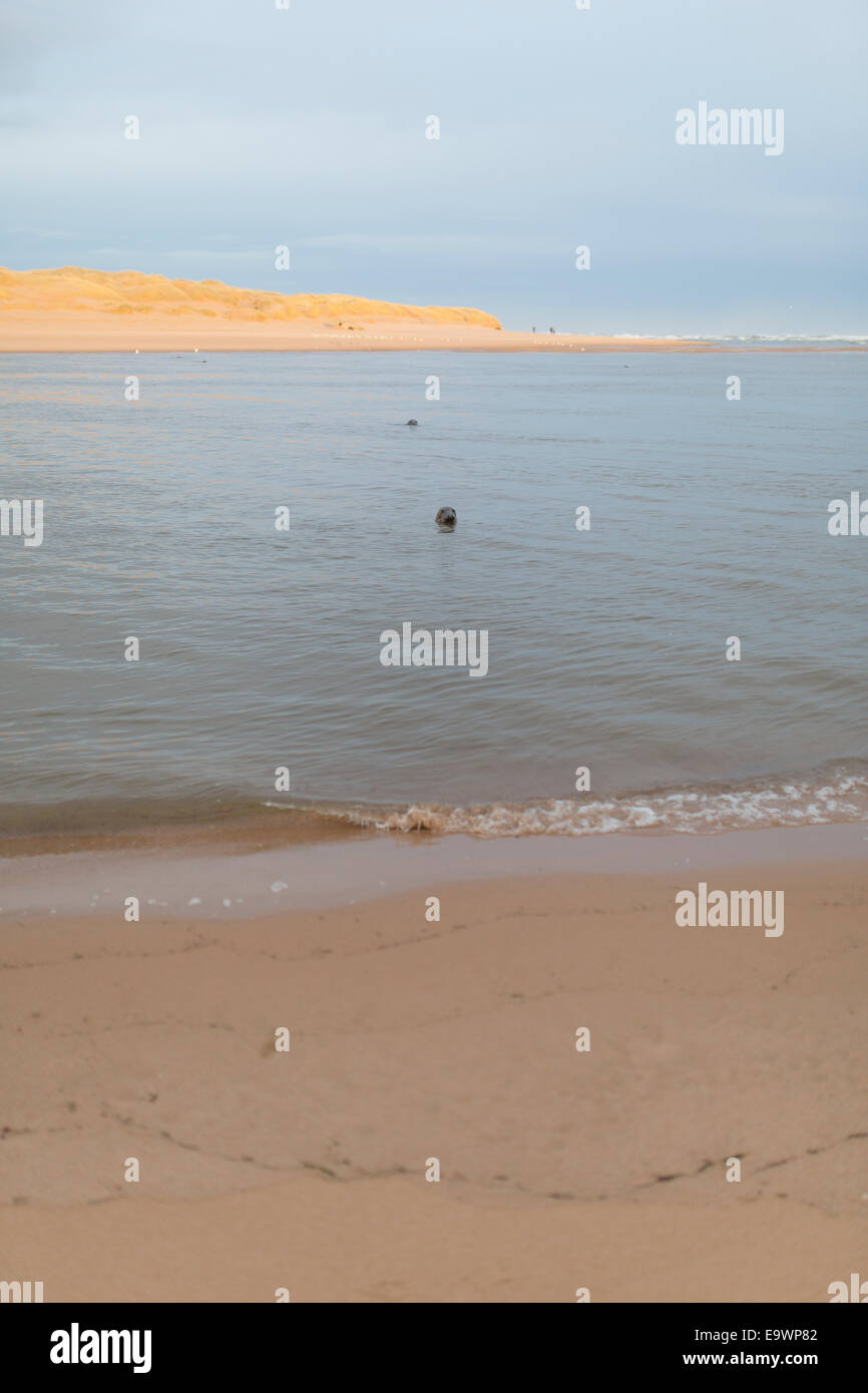 Seals in the water at Newburgh Beach, Aberdeenshire Stock Photo Alamy