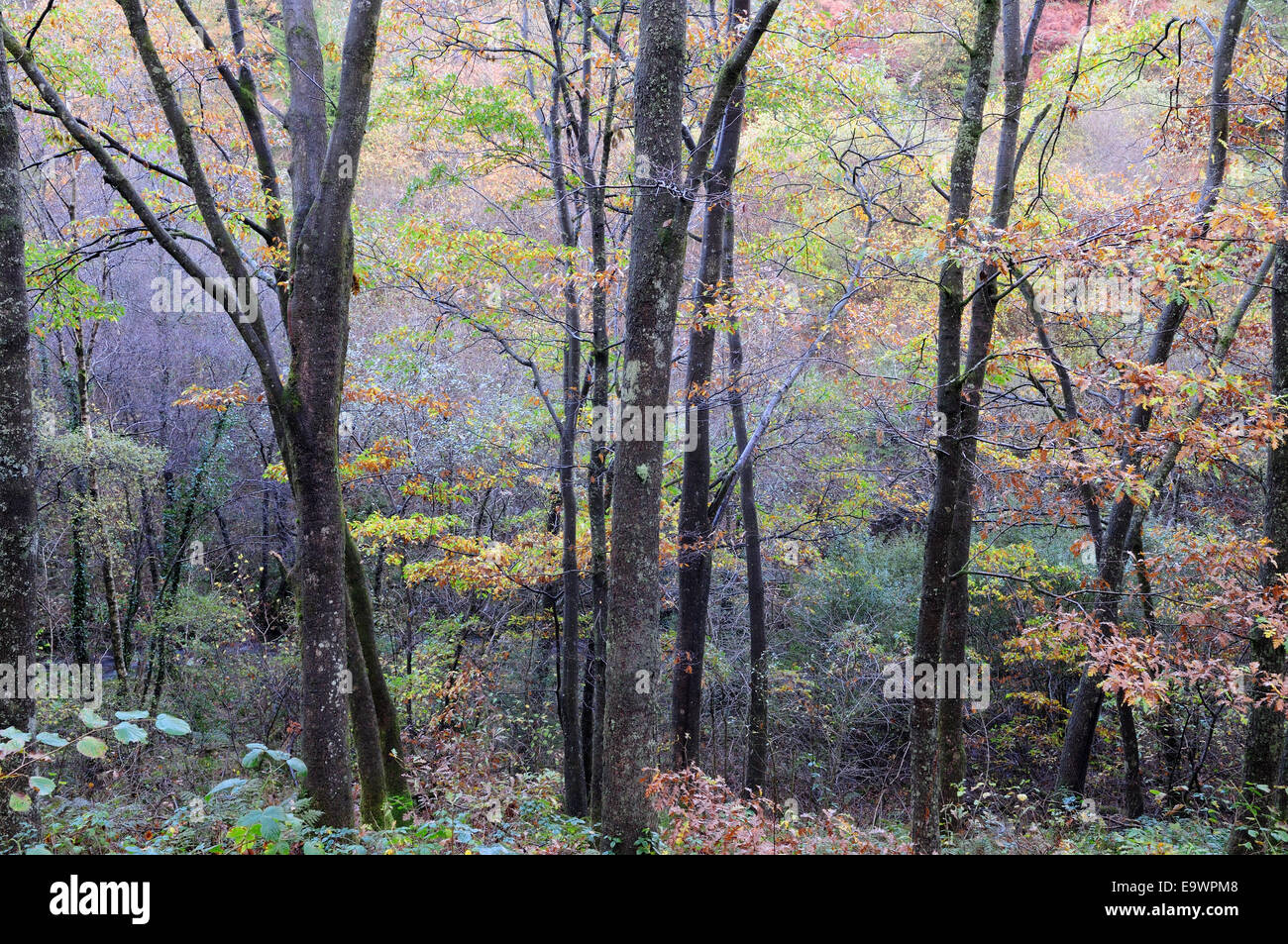 Mixed deciduous woods on a misty autumn morning Brechfa Forest Carmarthenshire Wales cymru K GB Stock Photo