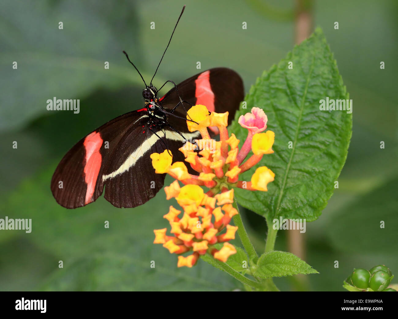 New World Red Postman or  Small Postman butterfly (Heliconius erato), foraging on a flower Stock Photo
