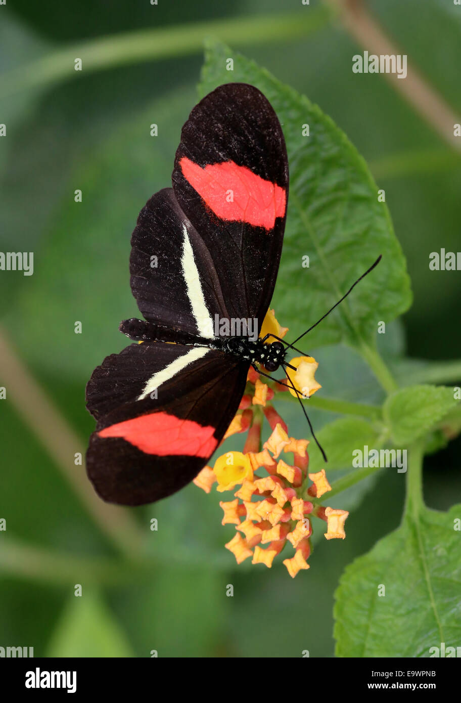 New World Red Postman or  Small Postman butterfly (Heliconius erato), feeding on a flower Stock Photo